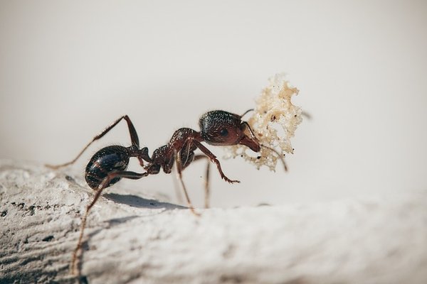 Quelles sont les différentes espèces de fourmis possibles ?